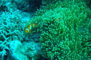 南沙太平島潛水攝影