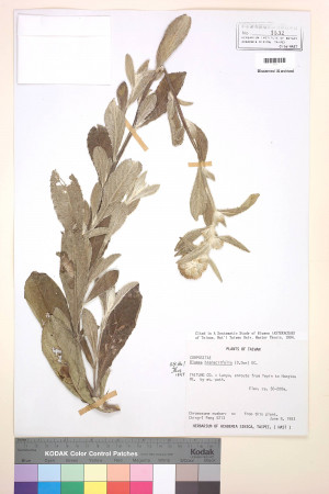 Blumea hieracifolia (D. Don) DC._標本_BRCM 3734