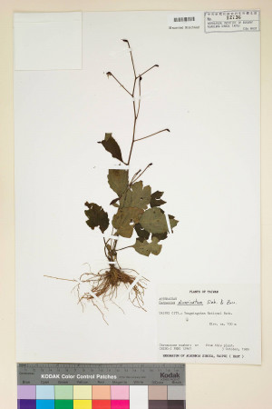 Carpesium divaricatum Sieb. & Zucc._標本_BRCM 7267