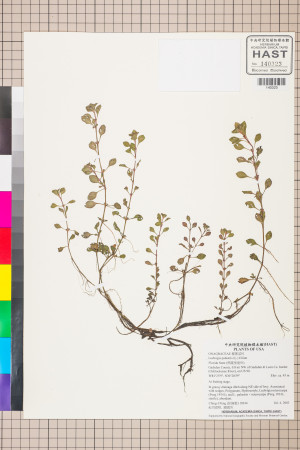 Ludwigia palustris (L.) Elliott_標本_BRCM 3493