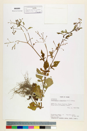 Dichrocephala integrifolia (L. f.) Kuntze_標本_BRCM 7003