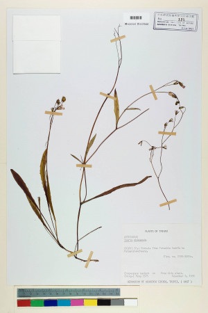 Ixeris chinensis (Thunb.) Nakai_標本_BRCM 6774