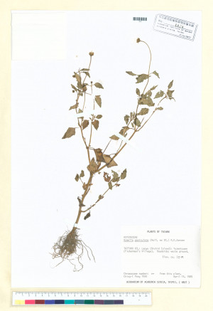 Acmella paniculata (Wall. ex DC.) R. K. Jansen_標本_BRCM 4996