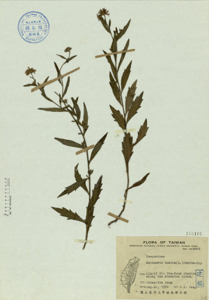 Kalimeris indica (L.) Schltz-Bip_標本_BRCM 4550