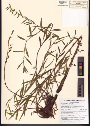 Ludwigia sphaerocarpa Elliott_標本_BRCM 7800