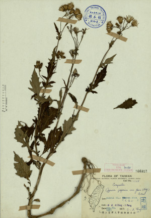 Gynura japonica var. flava (Hay.) Kitam._標本_BRCM 3846
