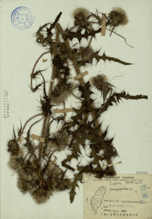 Cirsium japonicum DC._標本_BRCM 4569