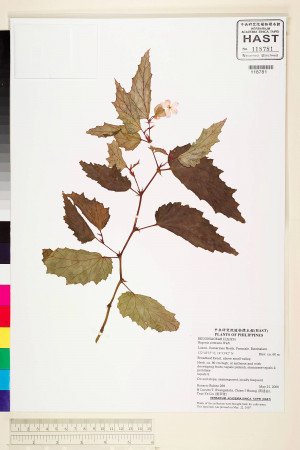 Begonia contracta標本_BRCM 2236