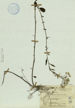 Veronia cinerea (L.) Less._標本_BRCM 4525