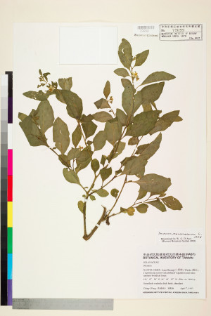 Solanum pseudocapsicum L._標本_BRCM 6010