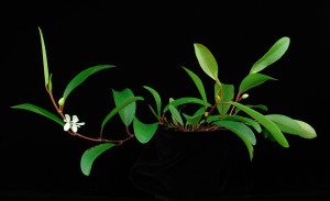 Begonia loranthoides subsp. rhopalocarpa (Warb.) J.J.de Wilde