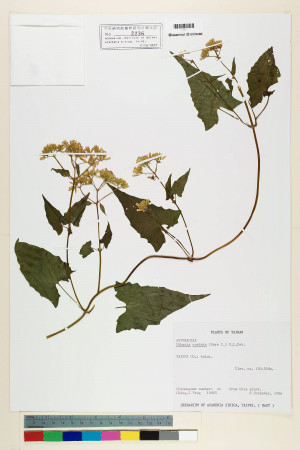 Mikania cordata (Burm. f.) B. L. Rob._標本_BRCM 6885