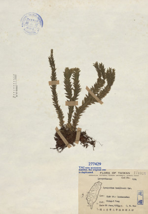 Lycopodium hamiltonii Spr._標本_BRCM 4741
