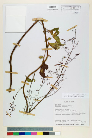 Notoseris formosana (Kitam.) C. Shih_標本_BRCM 6782