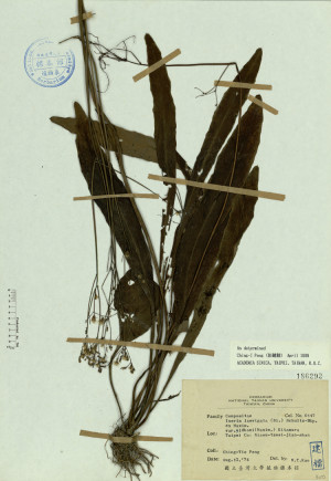Ixeris laevigata (Bl.) Schultz-Bip. ex Maxim. var. oldhami (Maxim.) Kitamura_標本_BRCM 4582