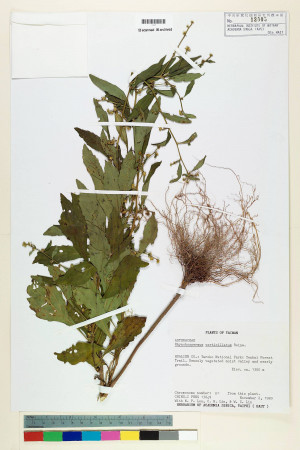 Rhynchospermum verticillatum Reinw._標本_BRCM 7276