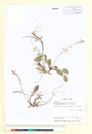 Ainsliaea latifolia (D. Don) Sch.-Bip. var. nimborum (Hand.-Mazz.) Kitam._標本_BRCM 6691