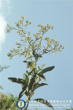 Blumea balsamifera (L.) DC._BRCM 6189