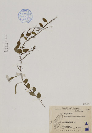 Lemmaphyllum microphyllum Presl_標本_BRCM 4606