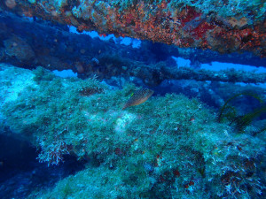 人工魚礁—龍蝦洞鋼鐵礁