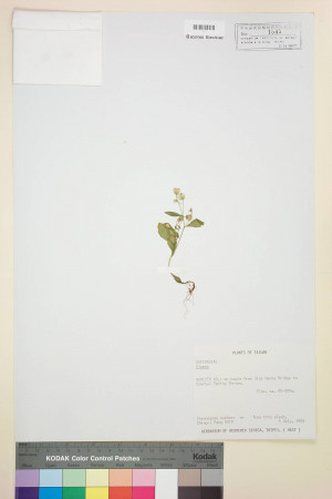 Blumea laciniata (Roxb.) DC._標本_BRCM 4816