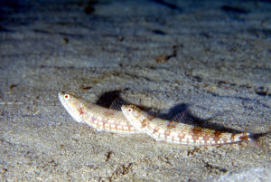 獨立礁中的花斑狗母魚