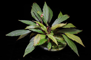 Begonia rhoephila Ridl.