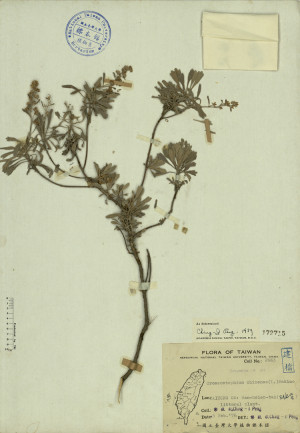 Crossostephium chinense (L.) Makino_標本_BRCM 4287