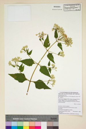 Chromolaena odorata (L.) R. M. King & H. Rob._標本_BRCM 5061