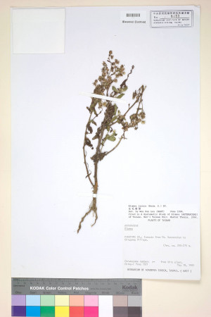 Blumea lacera (Burm. f.) DC._標本_BRCM 3798