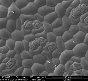 貝絲秋海棠–葉片與氣孔SEM顯微照相