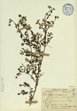 Wedelia prostrata (Hook. & Arn.) Hemsl._標本_BRCM 3927