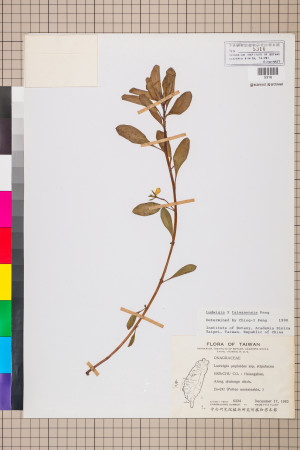 Ludwigia ×taiwanensis C.I Peng_標本_BRCM 3582
