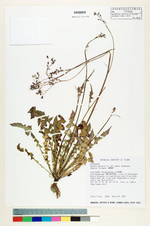 Youngia japonica (L.) DC. subsp. monticola Koh Nakam. & C.I Peng_標本_BRCM 5513