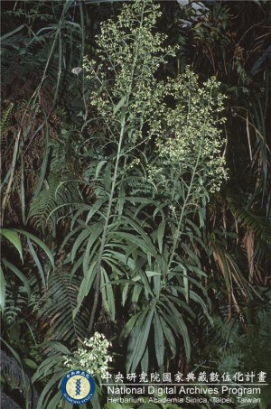 Blumea linearis C.-I Peng & W. P. Leu_BRCM 6092