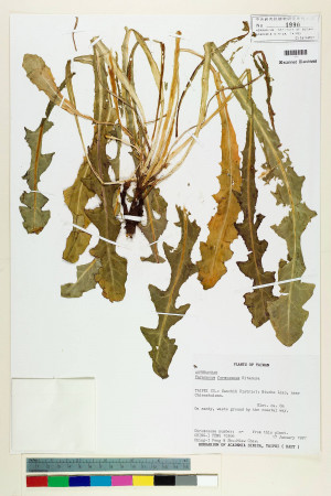 Taraxacum formosanum Kitam._標本_BRCM 5641