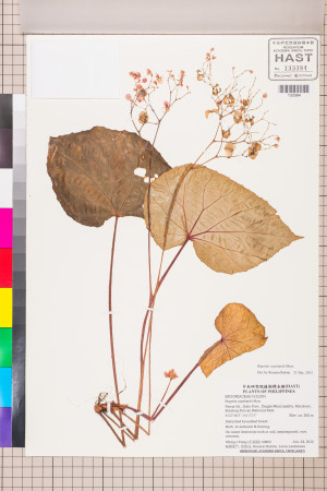 Begonia camiguinensis標本_BRCM 2658