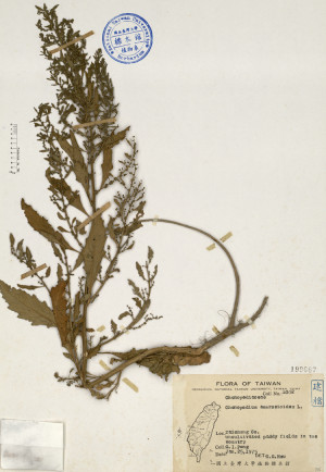 Chenopodium ambrosioides L._標本_BRCM 4622