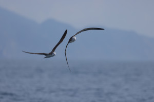 東澳乘船賞海鳥