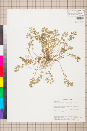 Soliva anthemifolia (Juss.) R. Brown ex Less._標本_BRCM 5068