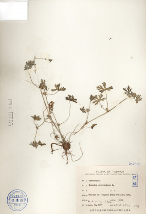 Geranium corolinianum L._標本_BRCM 4690