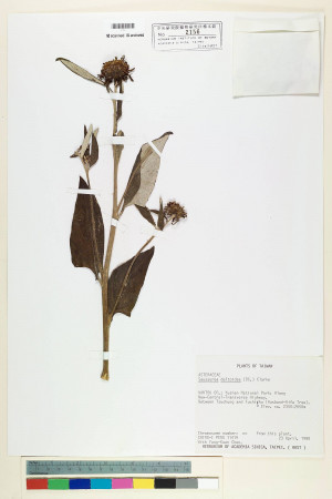Saussurea deltoidea (DC.) C. B. Clarke_標本_BRCM 7069