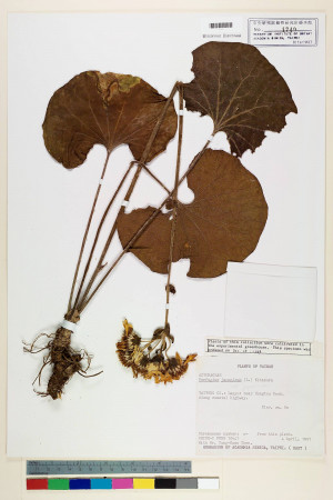 Farfugium japonicum (L.) Kitam. var. japonicum_標本_BRCM 6965