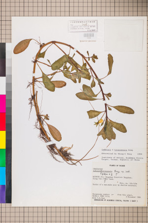 Ludwigia ×taiwanensis C.I Peng_標本_BRCM 3630