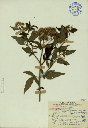 Eupatorium formosanum Hay._標本_BRCM 3886