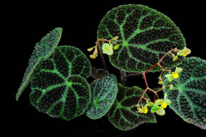 山峰秋海棠 (Begonia montaniformis C.I Peng, C.W.Lin & H.Q.Nguyen)
