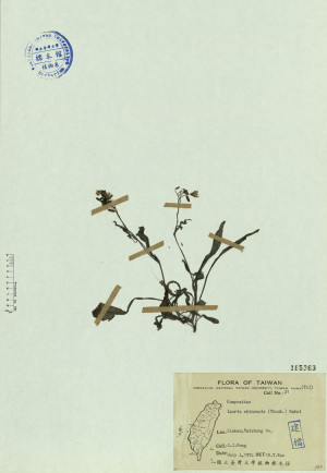 Ixeris chinensis (Thunb.) Nakai_標本_BRCM 4554