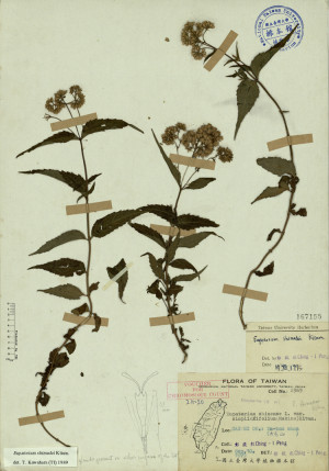Eupatorium chinense L. var. simplicifolium (Makino) Kitam._標本_BRCM 3884
