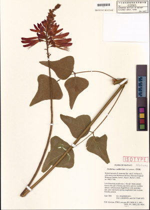 Erythrina × neillii標本_BRCM 99