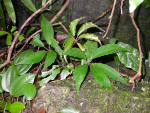 方氏秋海棠 (Begonia fangii Y.M.Shui & C.I Peng)